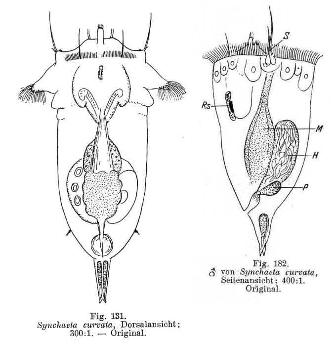 Synchaeta curvata