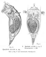 Synchaeta curvata - Original description image