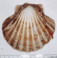 Mollusca (molluscs)