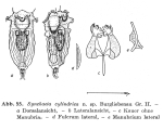 Synchaeta cylindrica - Original description image