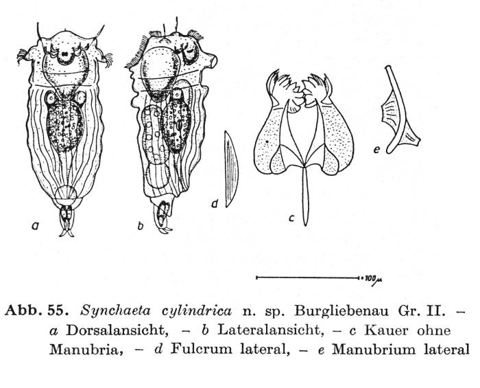 Synchaeta cylindrica - Original description image