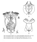 Synchaeta elsteri - Original description image