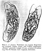 Synchaeta fennica