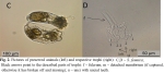 Synchaeta fennica
