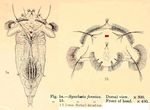 Synchaeta fennica - Original description image