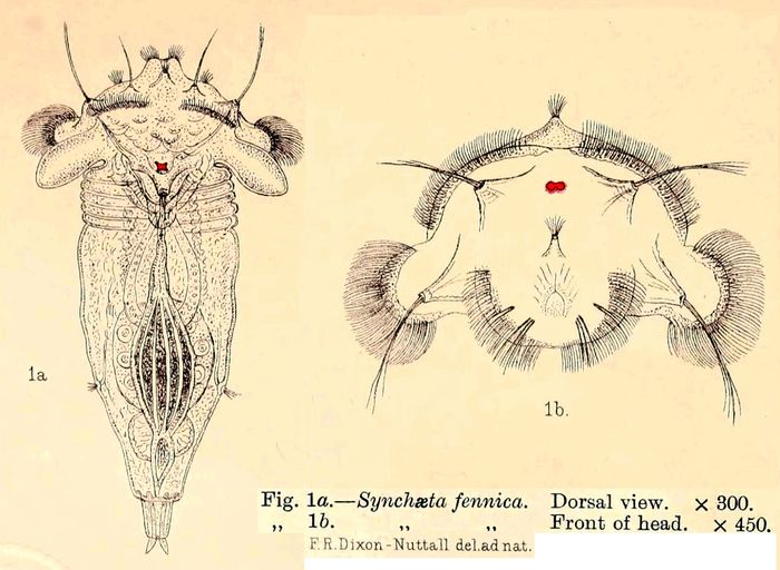 Synchaeta fennica - Original description image