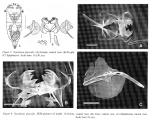 Synchaeta glacialis