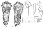 Synchaeta glacialis
