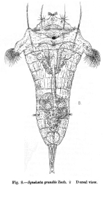 Synchaeta grandis