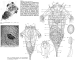 Synchaeta grandis
