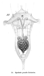 Synchaeta grandis