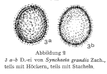 Synchaeta grandis