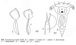 Synchaeta grandis