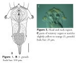 Synchaeta grandis