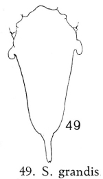 Synchaeta grandis