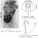 Synchaeta grandis