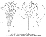 Synchaeta grandis