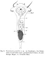 Synchaeta grandis