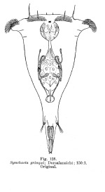 Synchaeta grimpei - Original description image