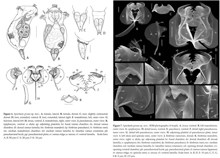 Synchaeta grossa - Original description image