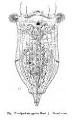Synchaeta gyrina