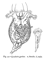 Synchaeta gyrina