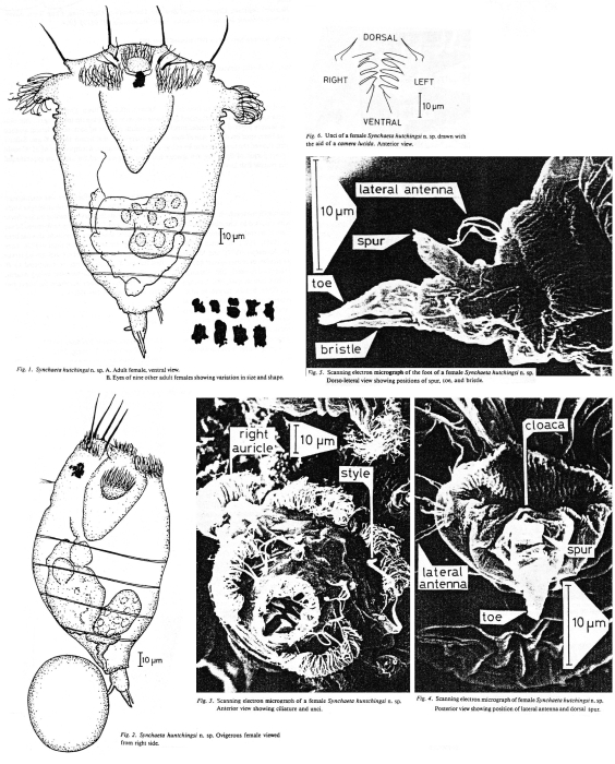Synchaeta hutchingsi - Original description image