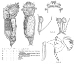 Synchaeta hyperborea - Original description image
