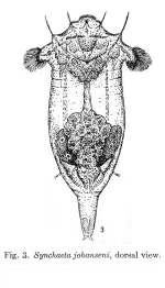Synchaeta johanseni - Original description image