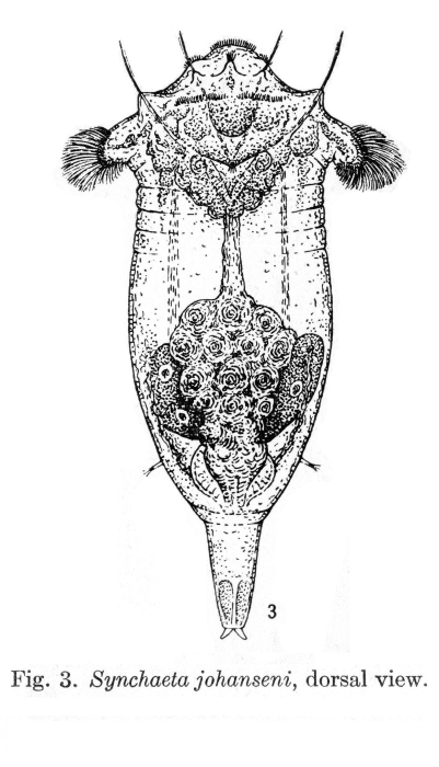 Synchaeta johanseni