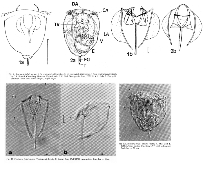 Synchaeta jollyae - Original description image