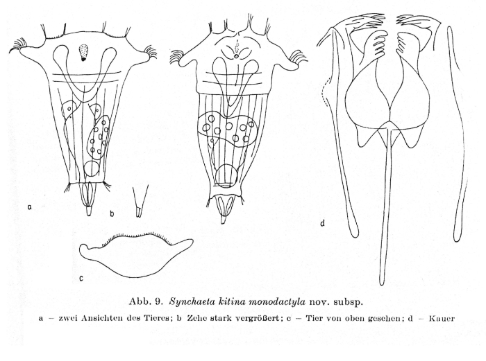 Synchaeta kitina monodactyla - Original description image