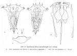 Synchaeta kitina monodactyla