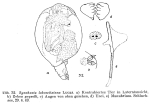 Synchaeta lakowitziana