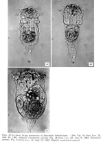 Synchaeta lakowitziana
