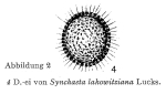 Synchaeta lakowitziana