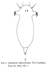 Synchaeta lakowitziana