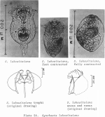 Synchaeta lakowitziana