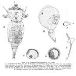 Synchaeta lakowitziana - Original description image