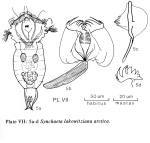 Synchaeta lakowitziana arctica - Original description image