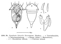 Synchaeta littoralis