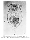 Synchaeta littoralis
