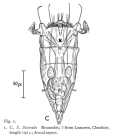 Synchaeta littoralis