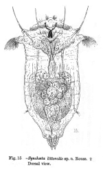 Synchaeta littoralis - Original description image