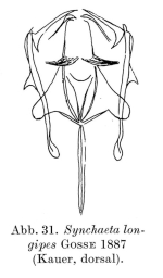 Synchaeta longipes