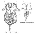 Synchaeta longipes