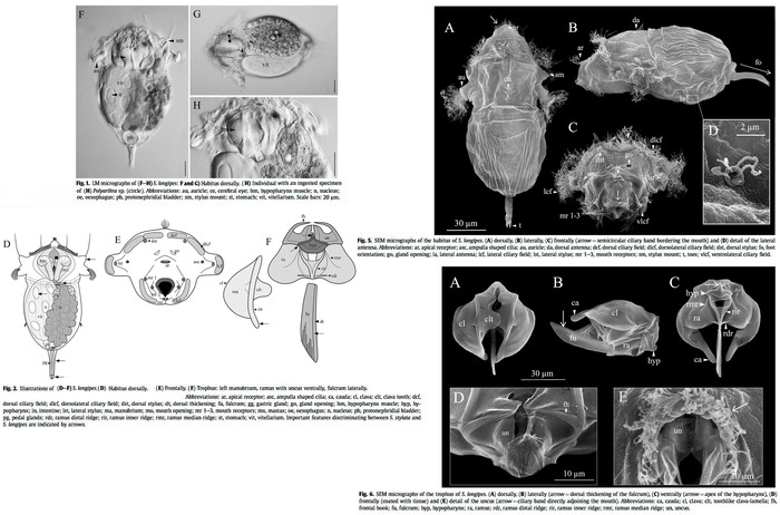 Synchaeta longipes Synchaeta longipes