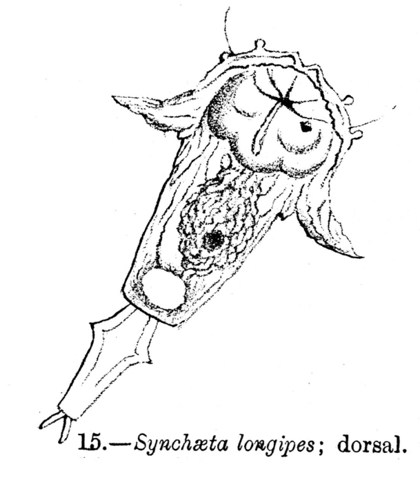 Synchaeta longipes - Original description image