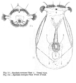 Synchaeta monopus