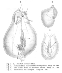 Synchaeta monopus